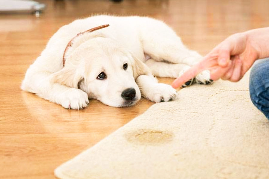Dicas simples podem fazer a diferença no convívio com seu cãozinho | Foto: Reprodução
