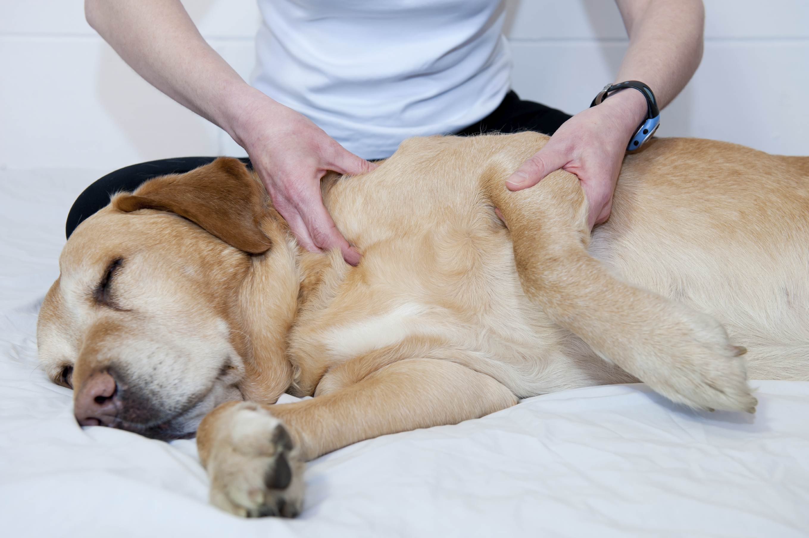 Massagem pode trazer mais benefícios do que o relaxamento para o seu pet | Foto: Reprodução