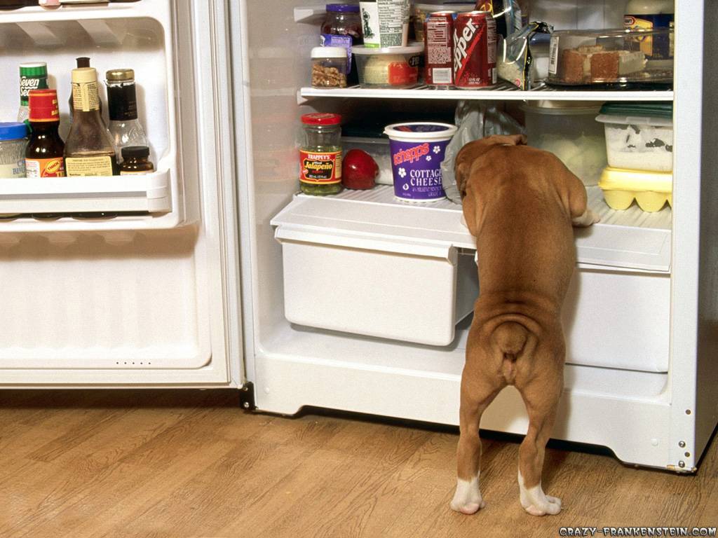 Uma possibilidade interessante e que os cães adoram é oferecer brinquedos gelados no congelador | Foto: Reprodução