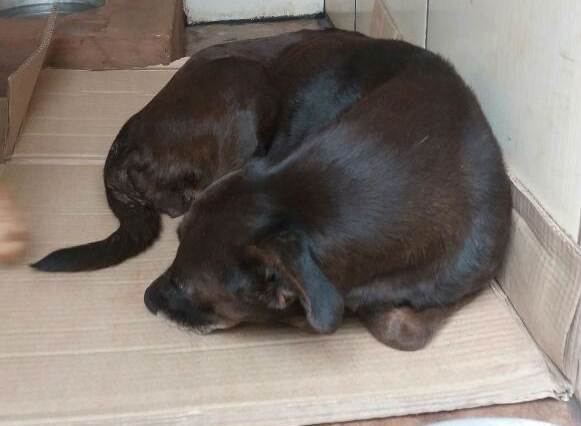 Delegada busca pessoas dispostas a adotarem os animais | Foto: Divulgação / Polícia Civil