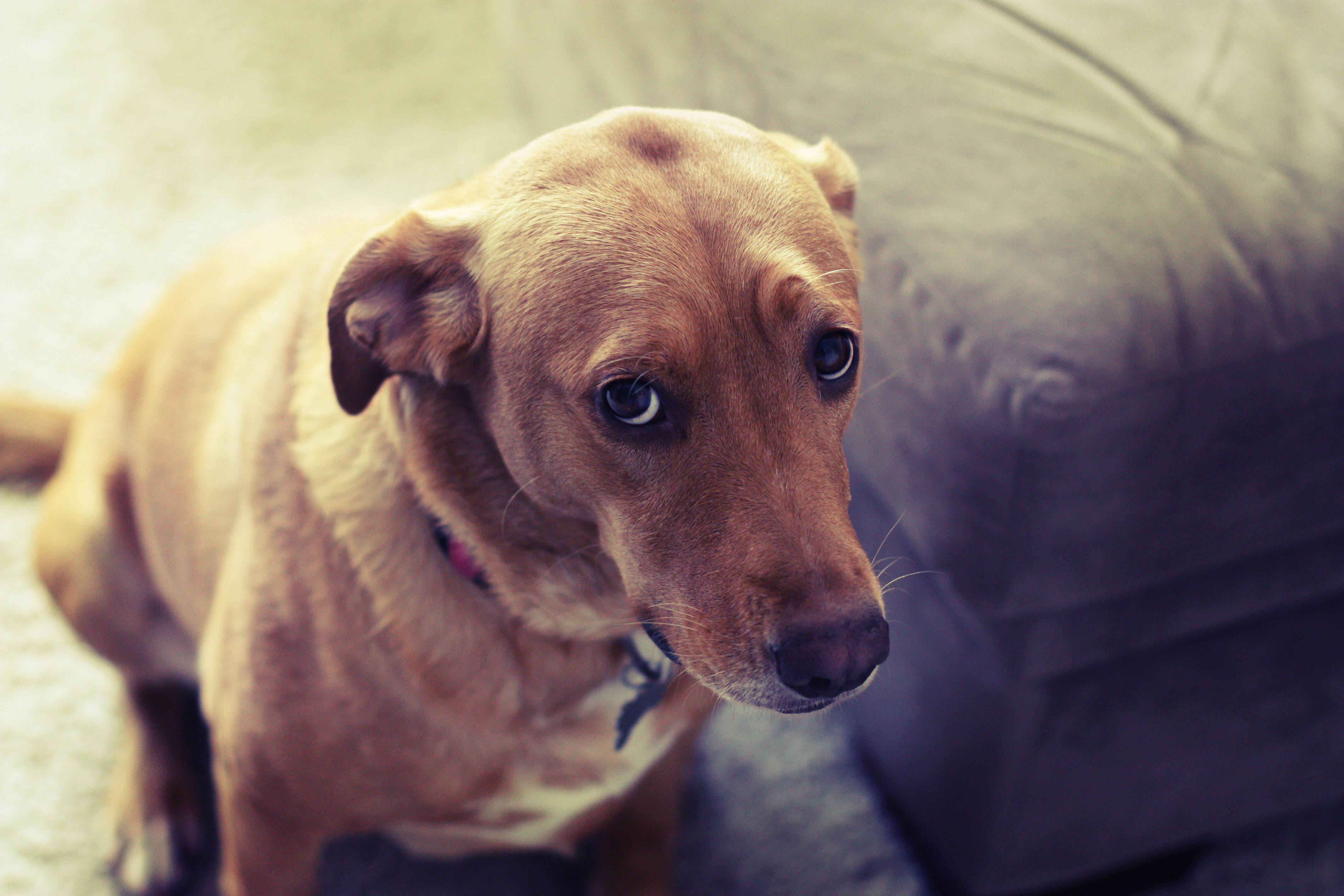 Especialista dá dicas para que você lide melhor com o seu cão quando ele aprontar | Foto: Reprodução / Pinterest