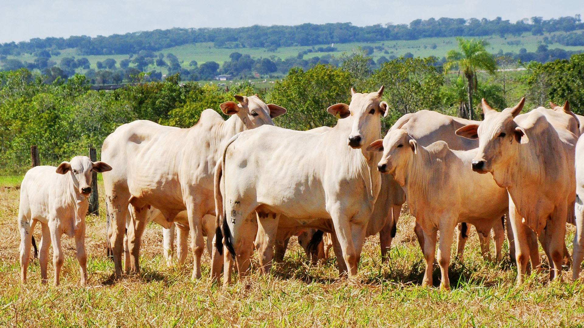 Rastreamento animal foi retirado da pauta da Alego nesta segunda, 5 | Foto: Reprodução