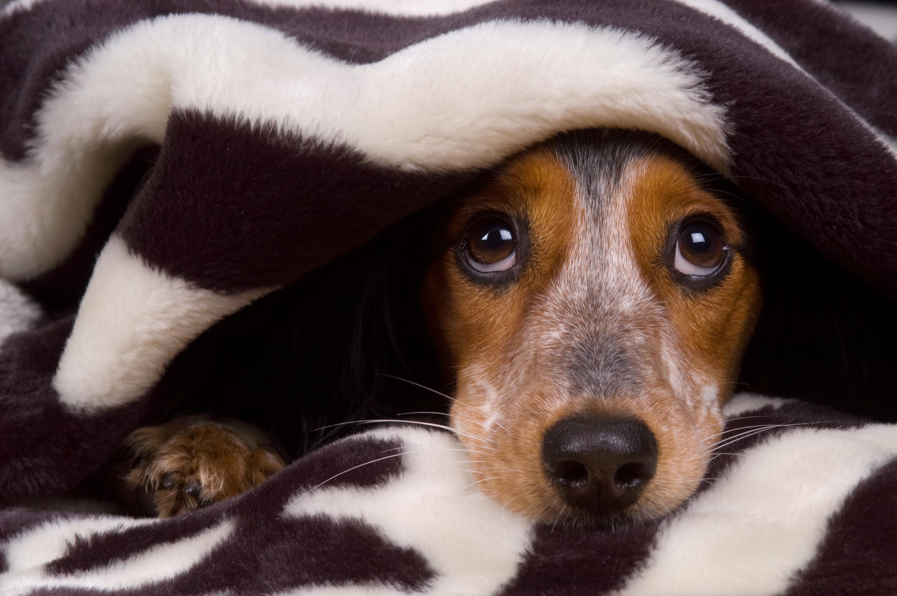 Cachorro e fogos de artifício: treine seu pet para perder o medo | Foto: Reprodução