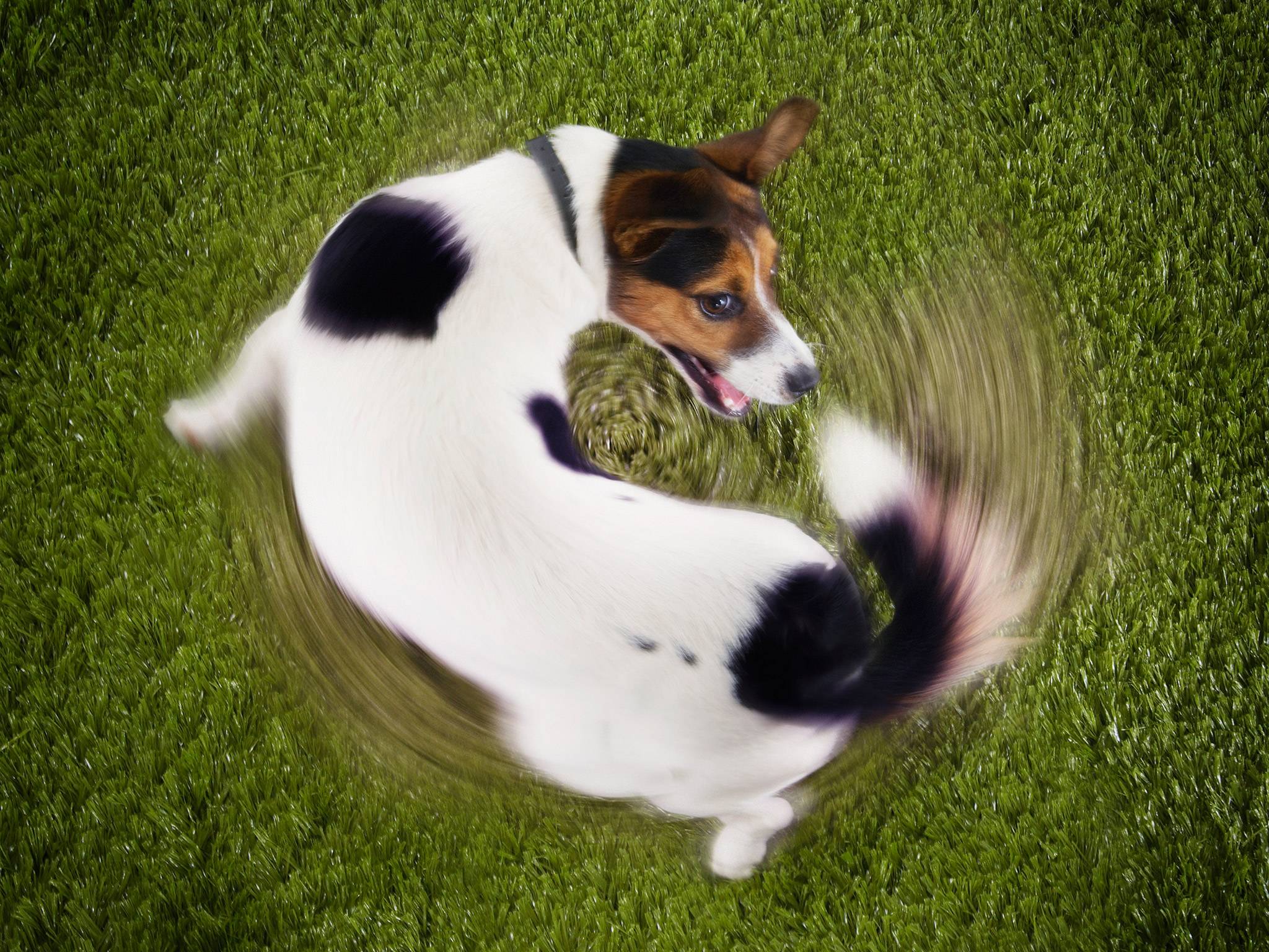 Você sabe dizer se as manias do seu cachorro são inofensivas ou se tornaram compulsão? | Foto: Reprodução