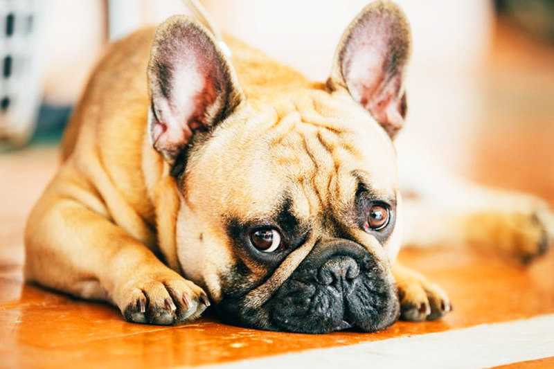 “Meu cachorro tem medo de fogos de artifício. O que posso fazer? | Foto: Reprodução