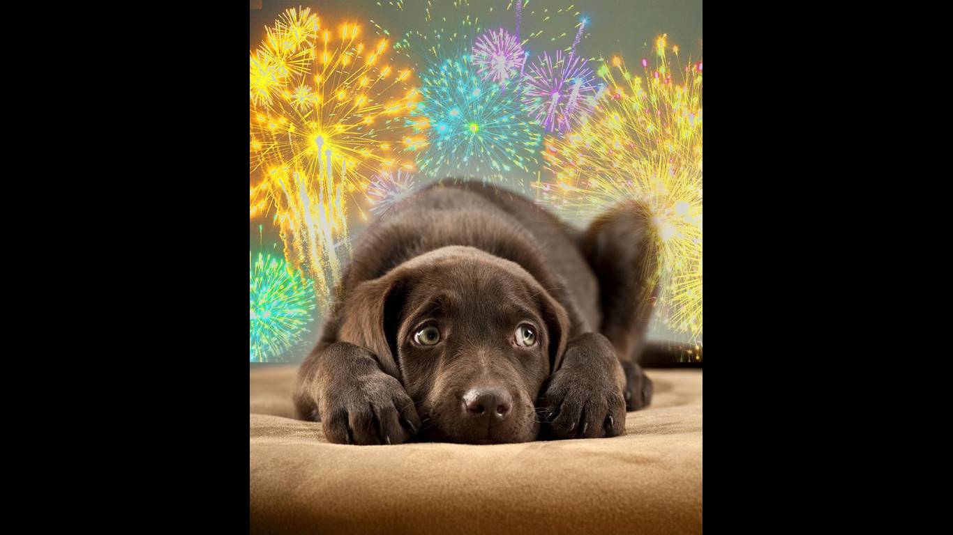 Veja como fazer seu seu cachorro perder o medo de fogos de artifício | Foto: Reprodução