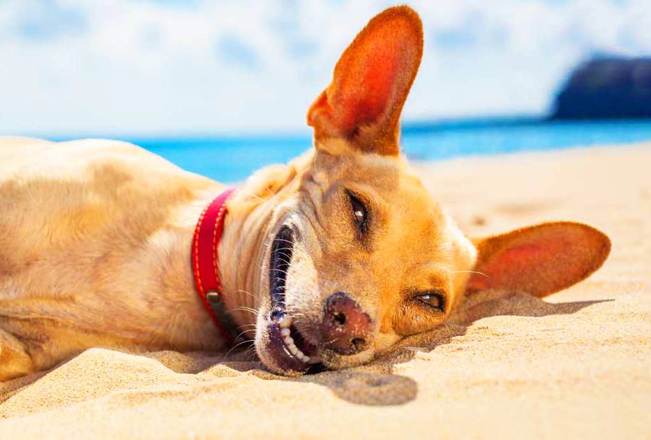 Calor pra cachorro! Confira as MELHORES DICAS para refrescar seu pet | Foto: Reprodução