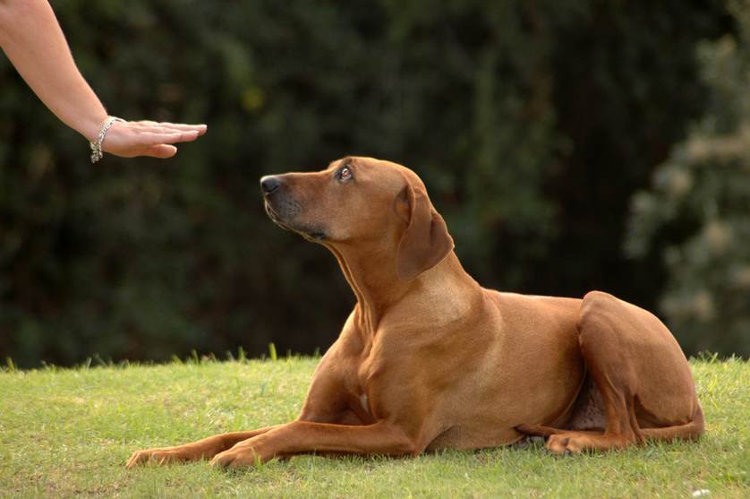 Cachorro, fica! | Foto: Reprodução
