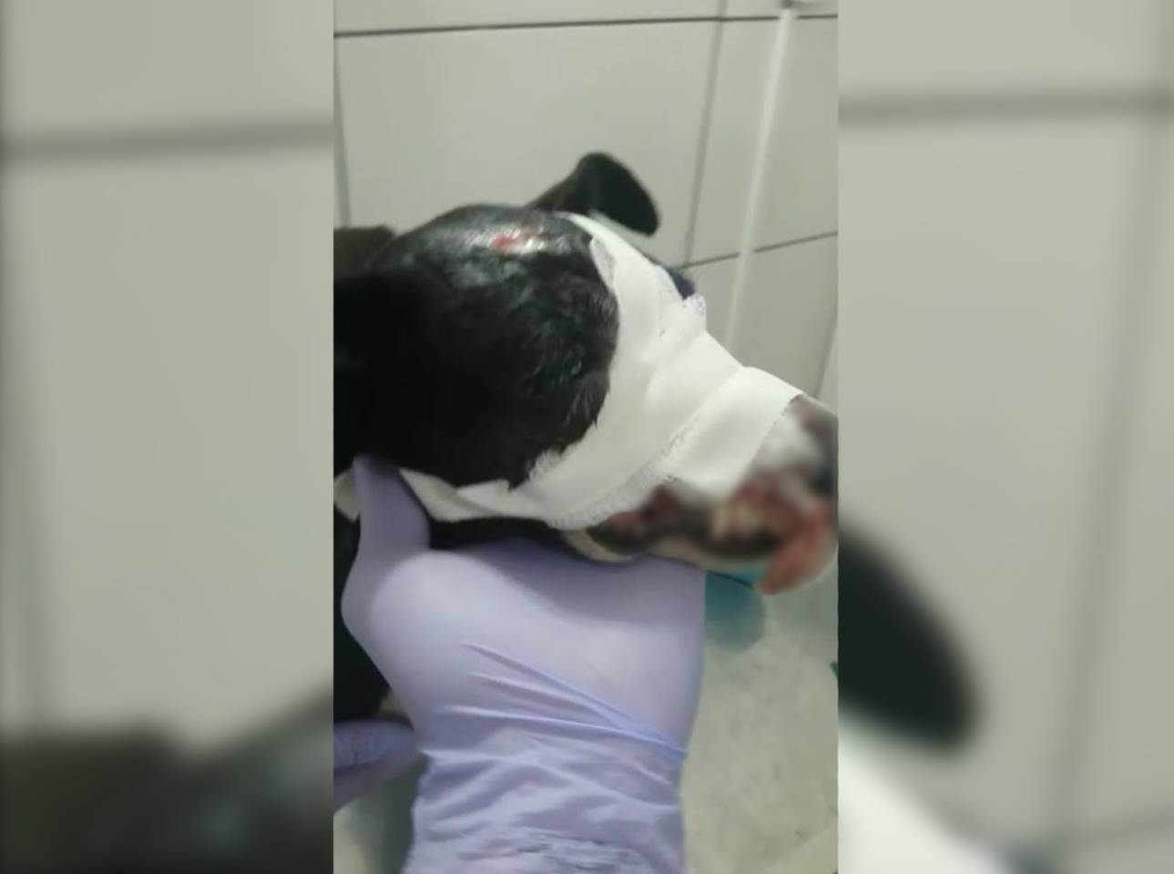 Cadela baleada na cabeça em Anápolis precisa de doações para tratamento | Foto: Divulgação/ Aspaan