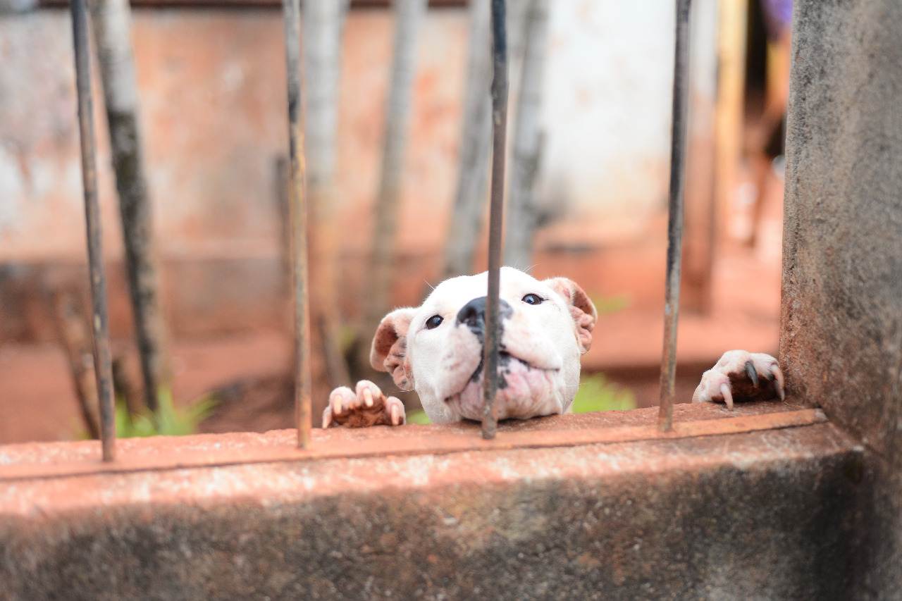 Pitbulls não tinham condições mínimas de alimentação ou higiene no local | Foto: Divulgação / Deam