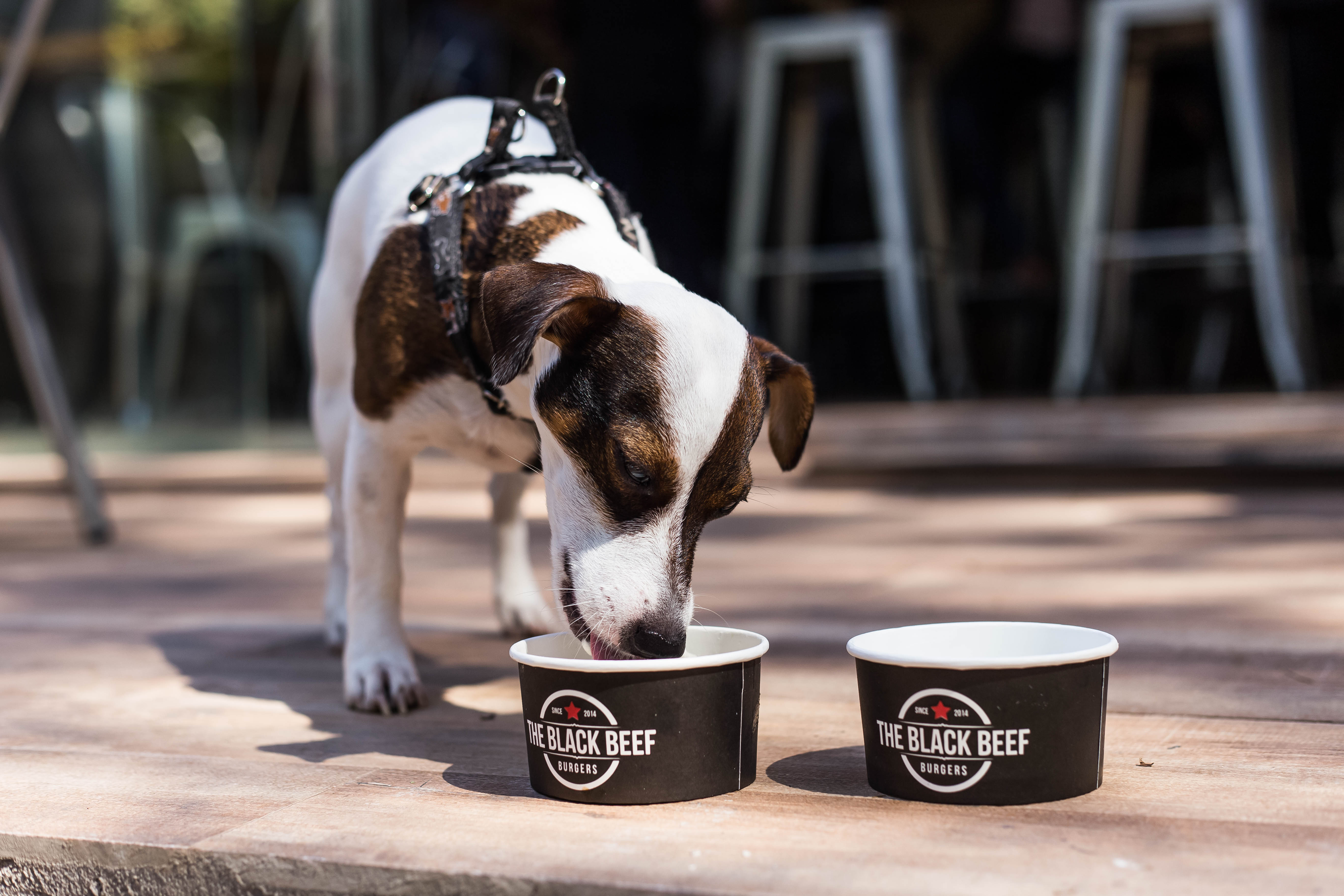 The Black Beef traz milkshakes artesanais e menu canino a Goiânia | Foto: Rômulo Juracy