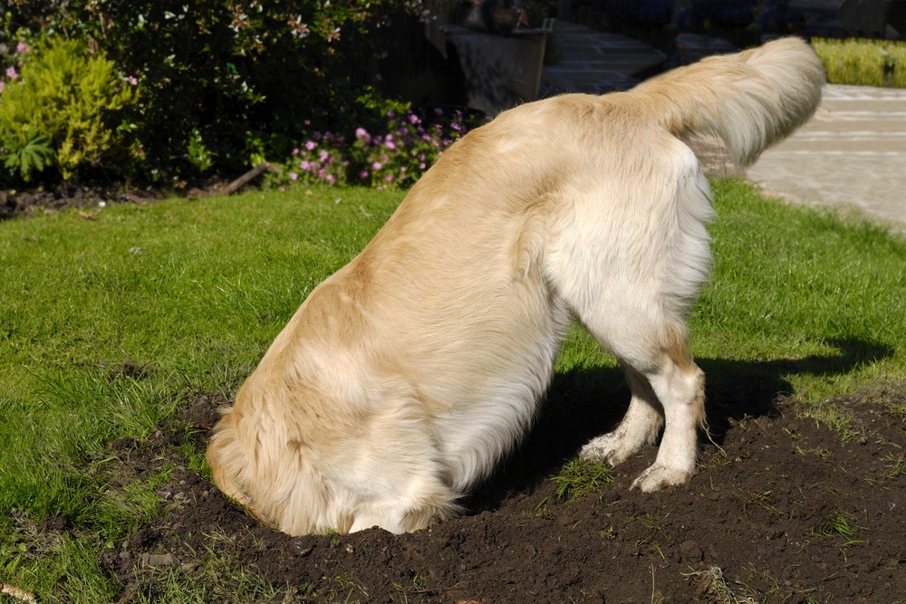 Treine seu cachorro para não cavar mais buracos no jardim | Foto: Reprodução