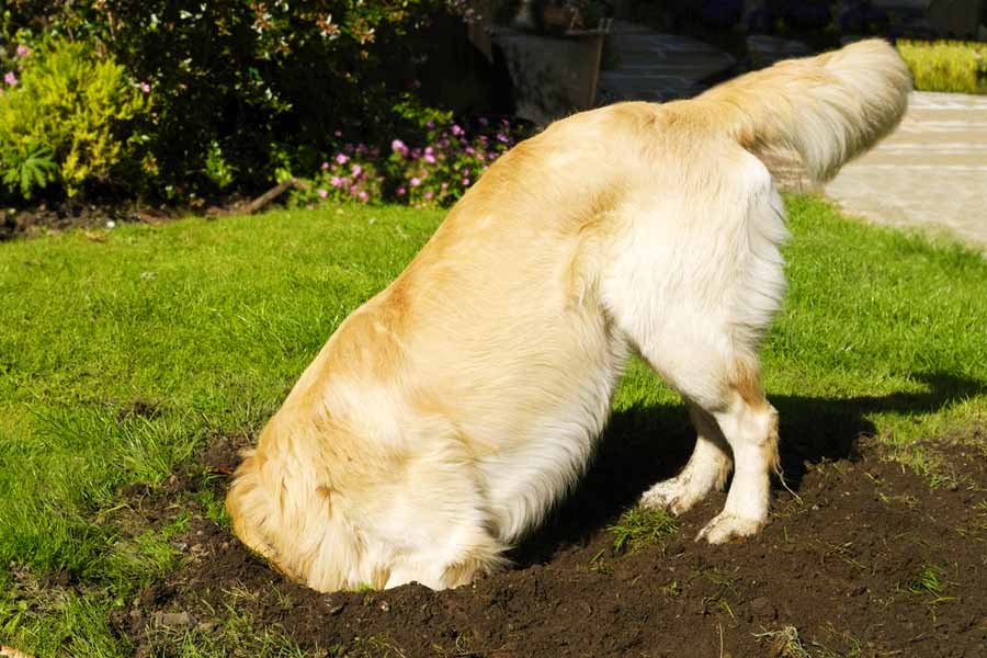 Treine seu cachorro para não cavar mais nenhum buraco no jardim | Foto: Reprodução