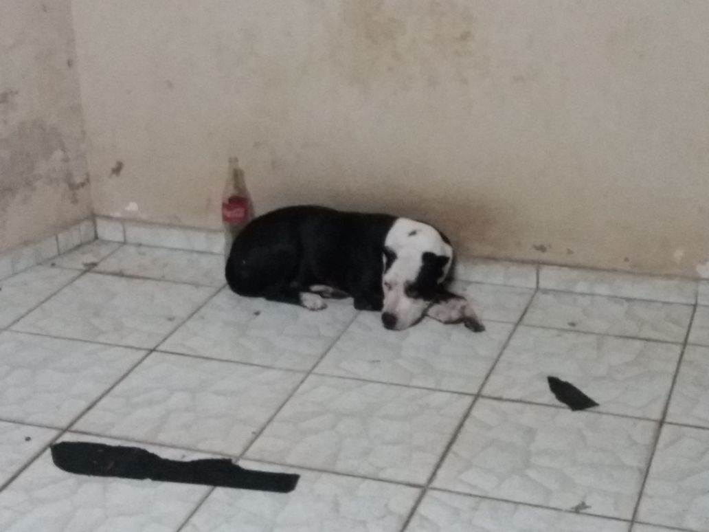 Pit bull resgatada pela polícia não seria sacrificada pelo Centro de Zoonoses, diz SMS | Foto: Reprodução/ WhatsApp