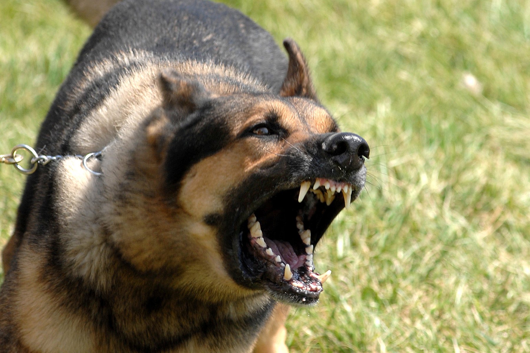 Como acostumar meu cachorro com outras pessoas e animais? Esse é uma pergunta frequente | Foto: Reprodução