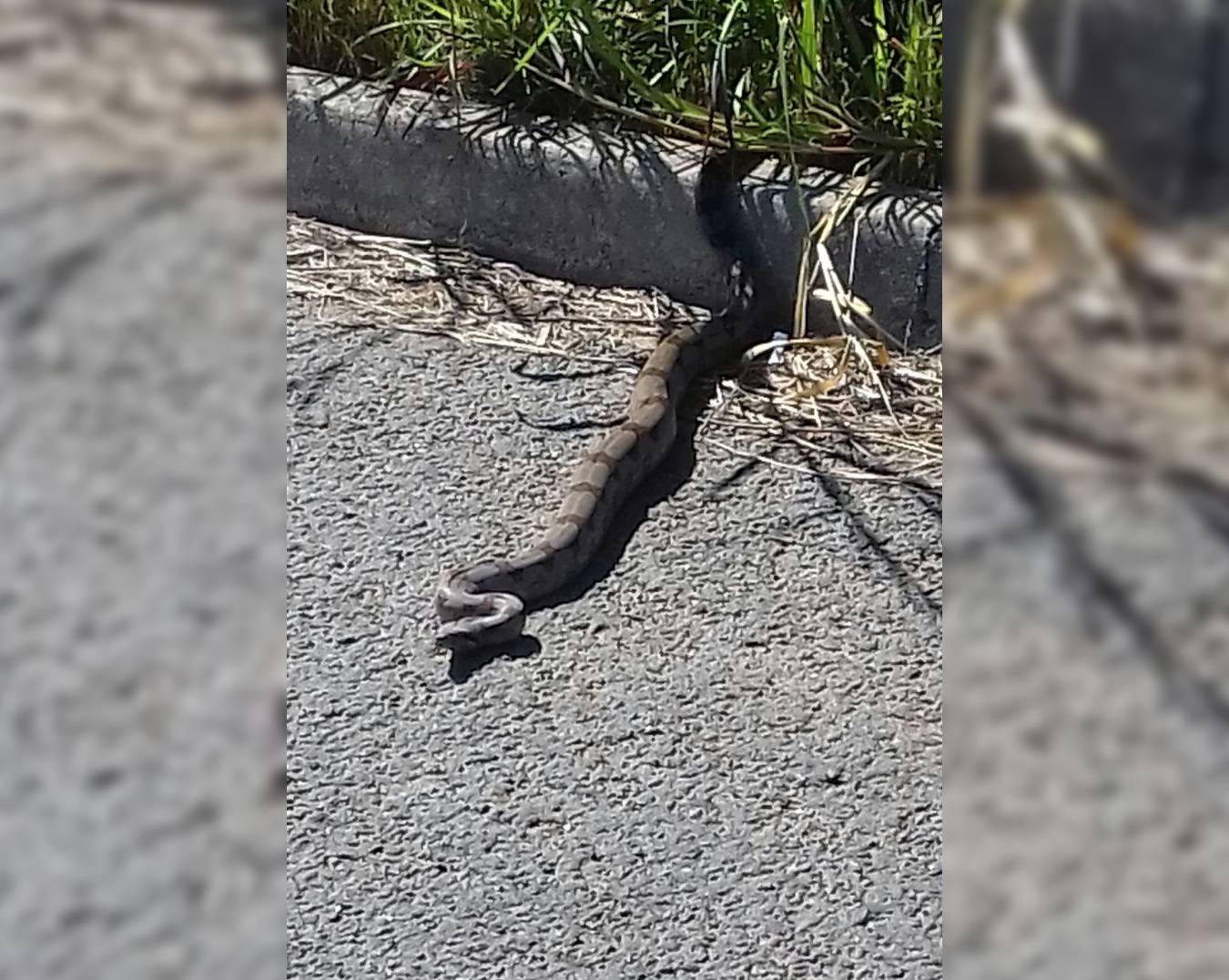 Jiboia foi vista se arrastando em direção a matagal | Foto: Leitor/ Whatsapp