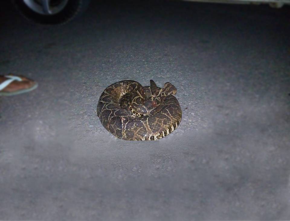 Cobra cascavel assusta moradores de condomínio em Anápolis | Foto: Leitor/Whatsapp