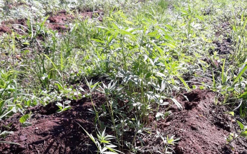 Cerca de 2 mil pés de maconha foram encontrados em mata no Setor Recanto do Bosque, bairro de Goiânia | Foto: Divulgação/ PC