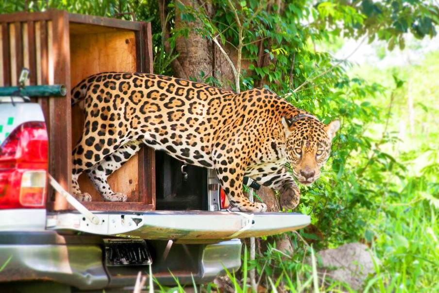 Onça já andou distância suficiente para voltar ao Morro do Mendanha | Foto: Luiz Baptista/Ibama