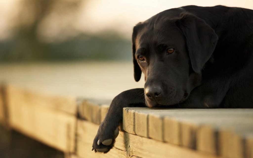 O que fazer quando o cachorro morreu em Goiânia? A comurg tem serviço de recolhimento do corpo | Foto: Reprodução