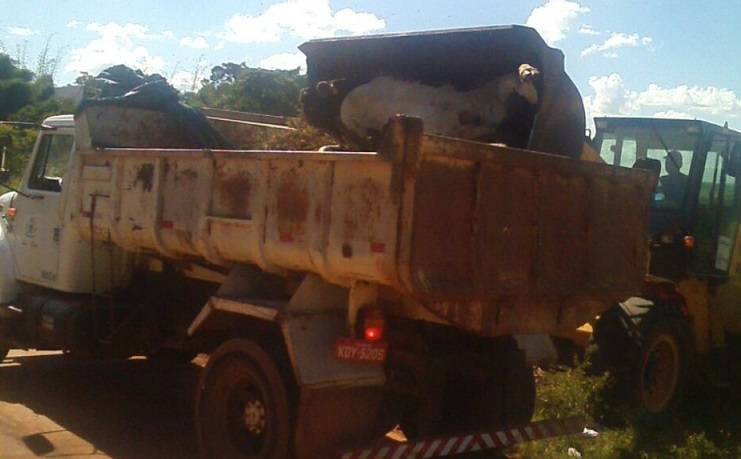 Animais de grande porte, como cavalos e vacas, também podem ser recolhidos. O processo é feito por meio de uma pá mecânica e um caminhão para transporte | Foto: Reprodução / Prefeitura de Goiânia