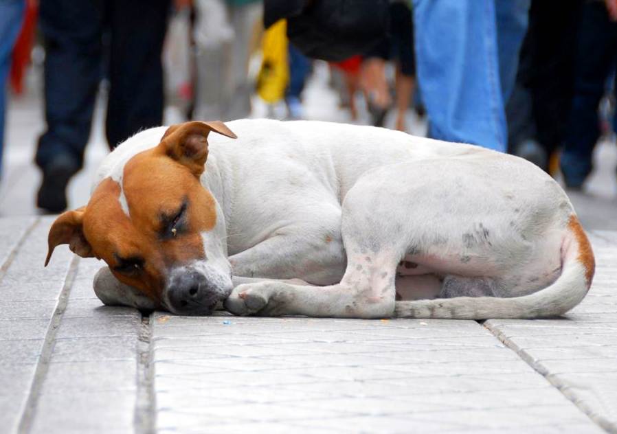 Em Goiânia, sacrifício de cães e gatos abandonados pode ser proibido | Foto: Reprodução
