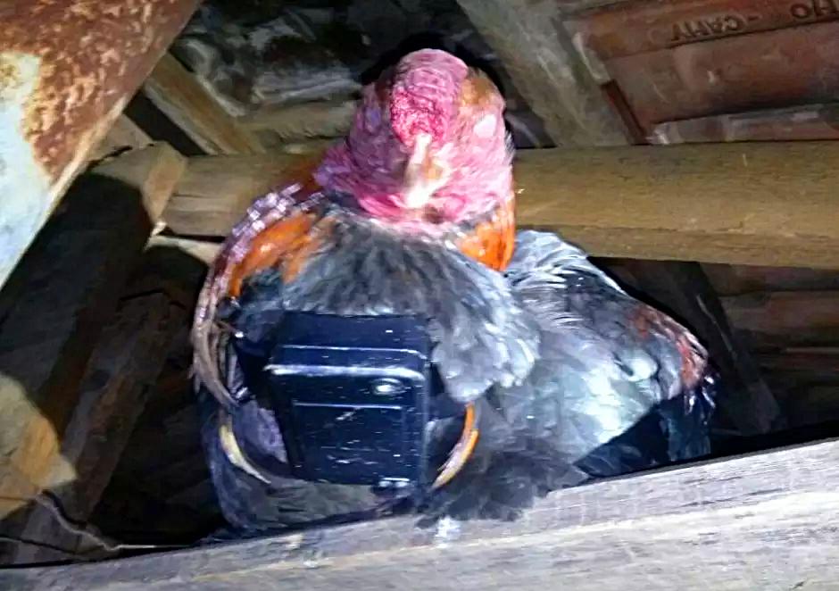 Condenado em Goiânia colocou tornozeleira eletrônica em galo. Fato semelhante ocorreu no Rio Grande do Sul em 2014 | Foto: Divulgação / Brigada Militar