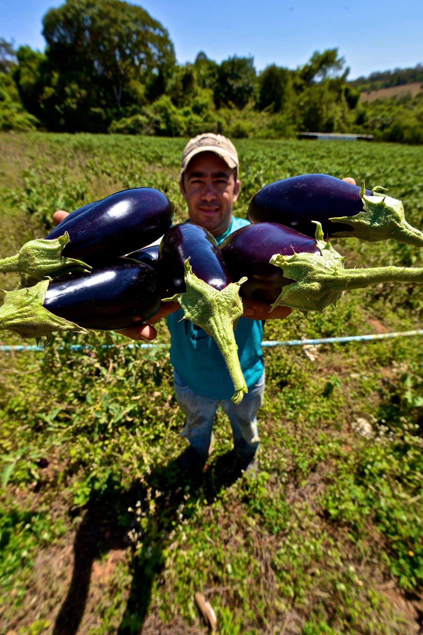 Produtor de hortaliças resume sua história no campo e mostra como o aprimoramento das técnicas de cultivo e plantio pode inspirar diversas outras famílias a expandiram seus negócios | Foto: Ruber Couto