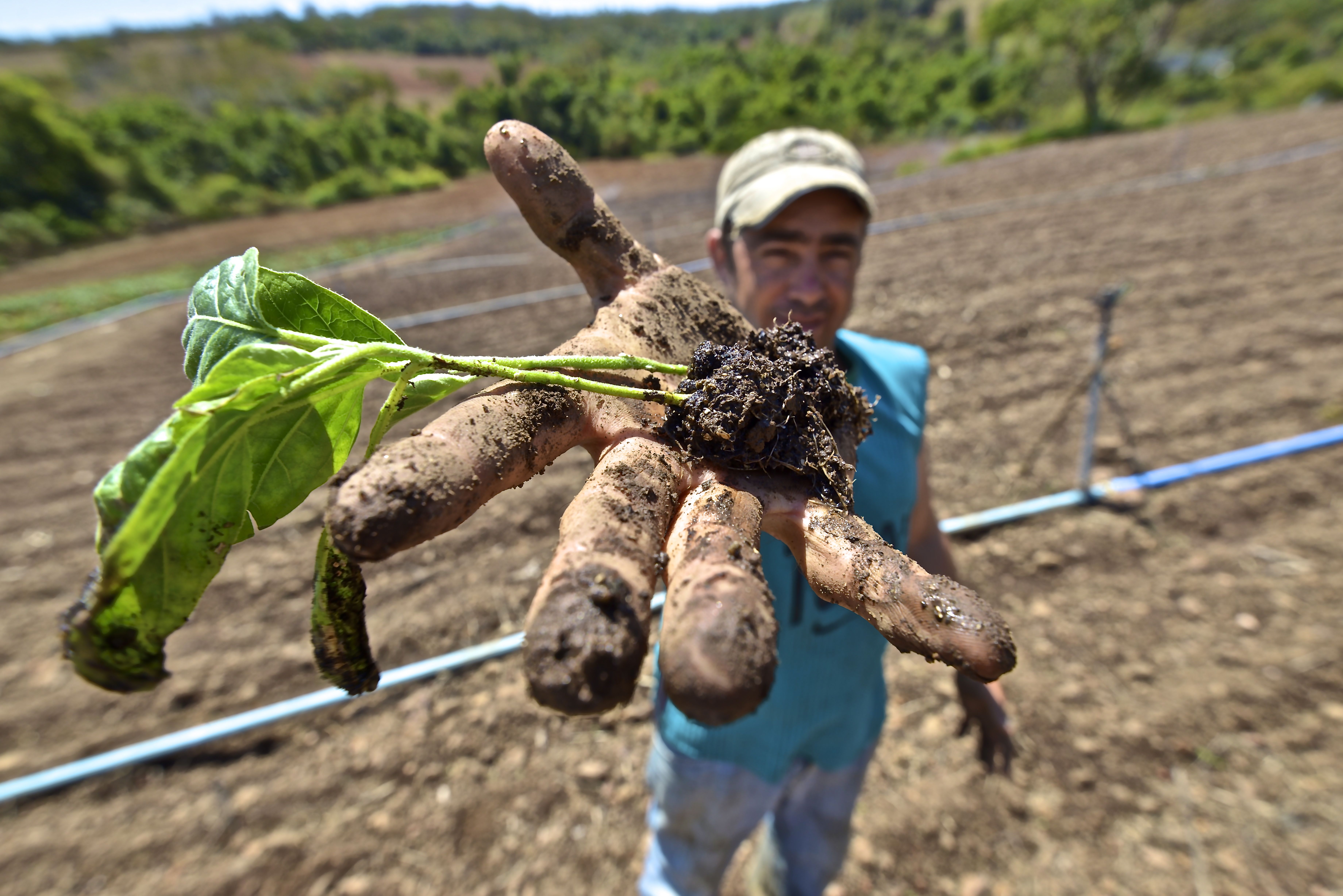 Agricultor goiano herda técnicas de família para o cultivo | Foto: Ruber Couto
