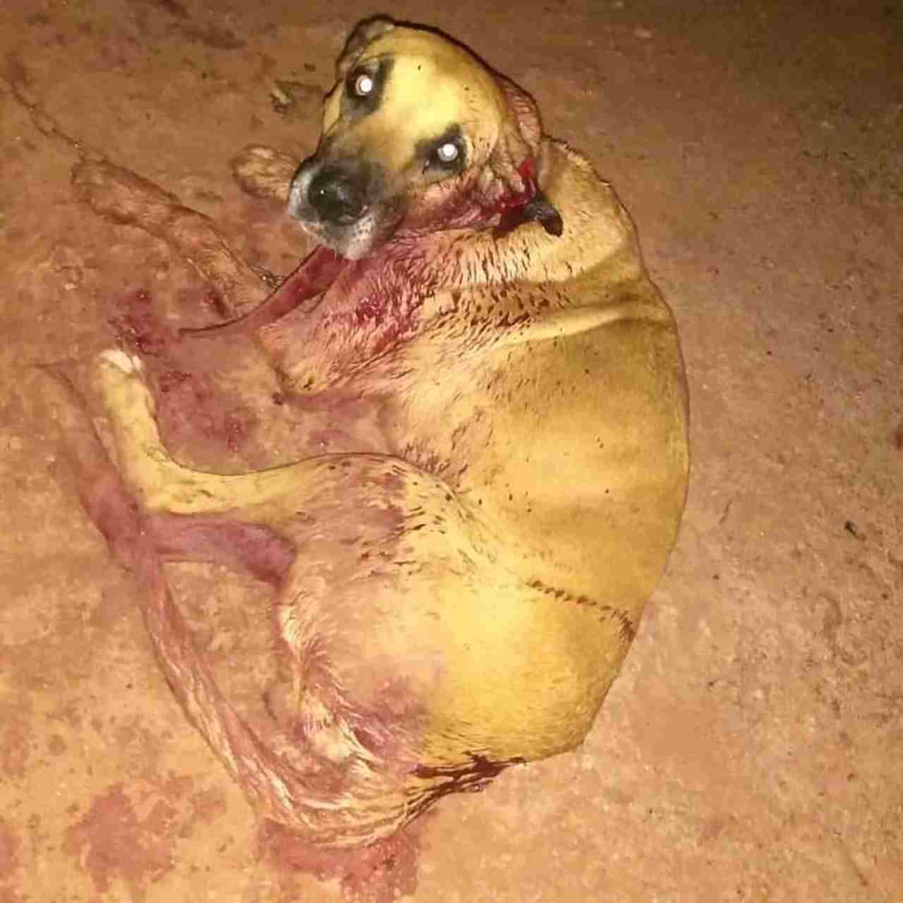 Cadela Safira ficou bastante ferida após ser golpeada com facão | Foto: ONG socorro animal