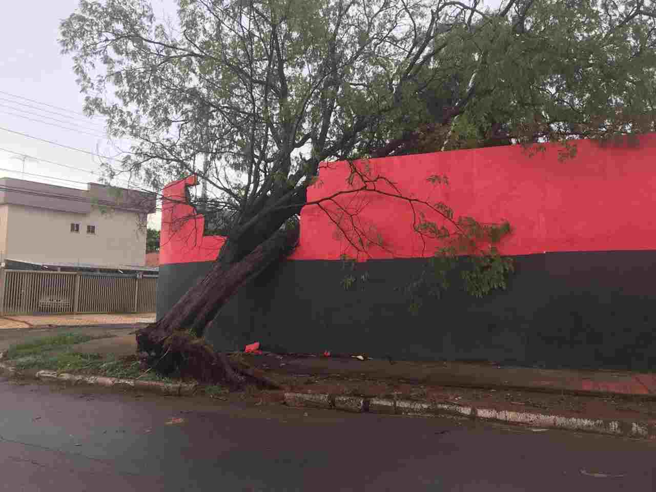 Árvore cai com fortes ventos e derruba muro do Centro de Treinamento | Foto: divulgação