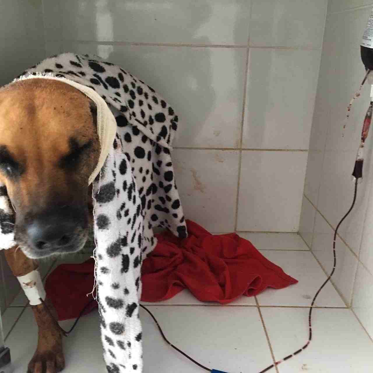 Depois de passar por atendimento veterinário, cadela já se recupera | Foto: ONG Socorro Animal