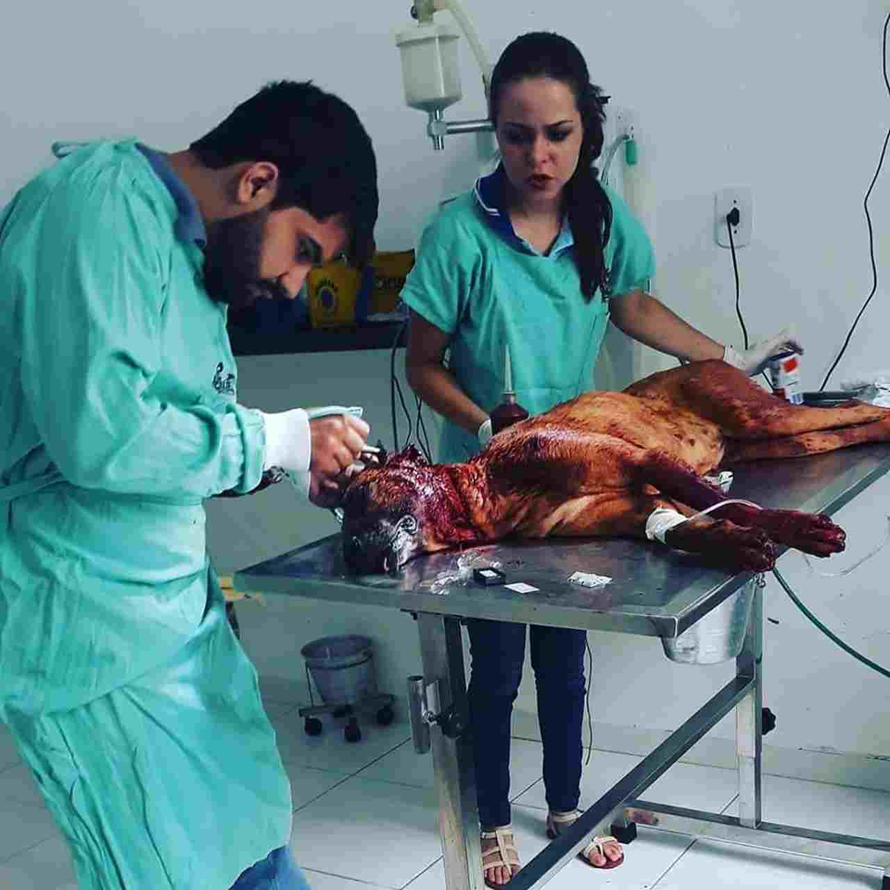 Safira precisou passar por atendimento veterinário após ser ferida gravemente | Foto: ONG Socorro Animal