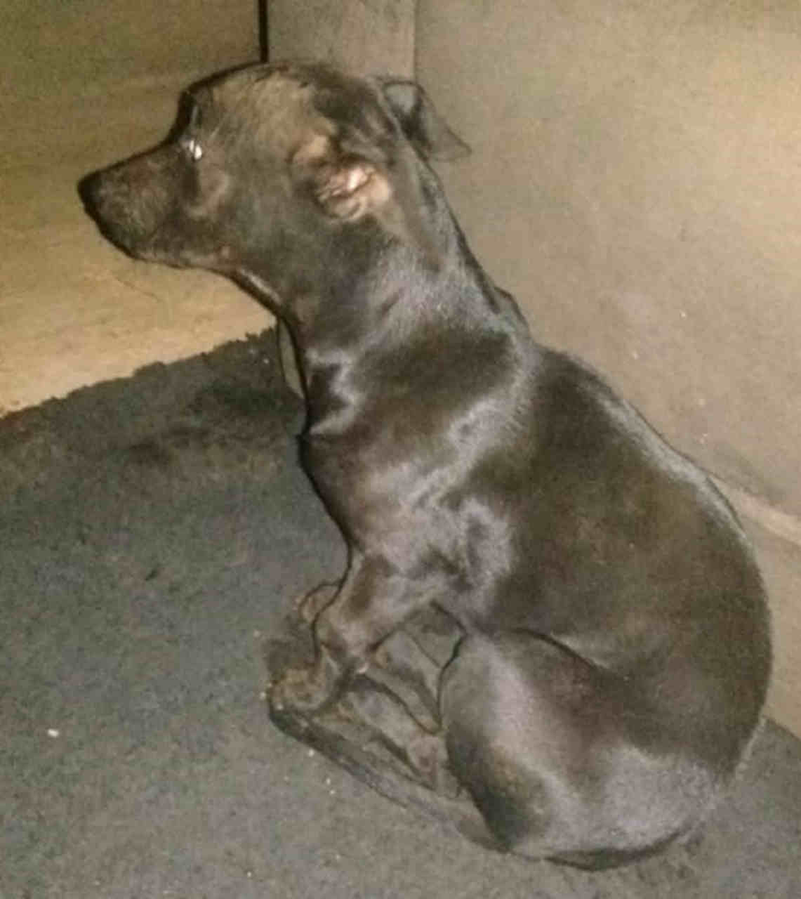 Cachorro encontrou ossada no Virgínia Parque, em Aparecida de Goiânia | Foto: Leitor/Whatsapp