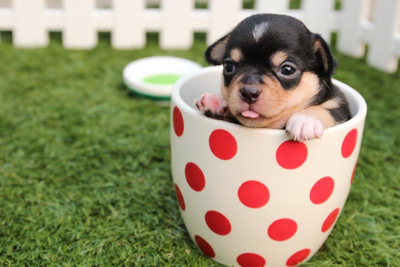 Cada cachorro pode precisar de uma pegada diferente nos ensinamentos | Foto: Pexels
