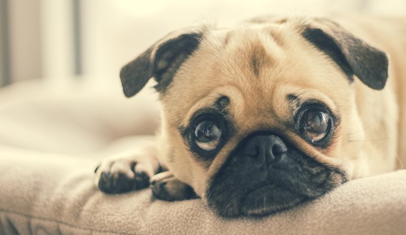 Brigar com seu cachorro caso ele faça as necessidades no lugar errado não o fará aprender a fazer no lugar certo | Foto: Pexels