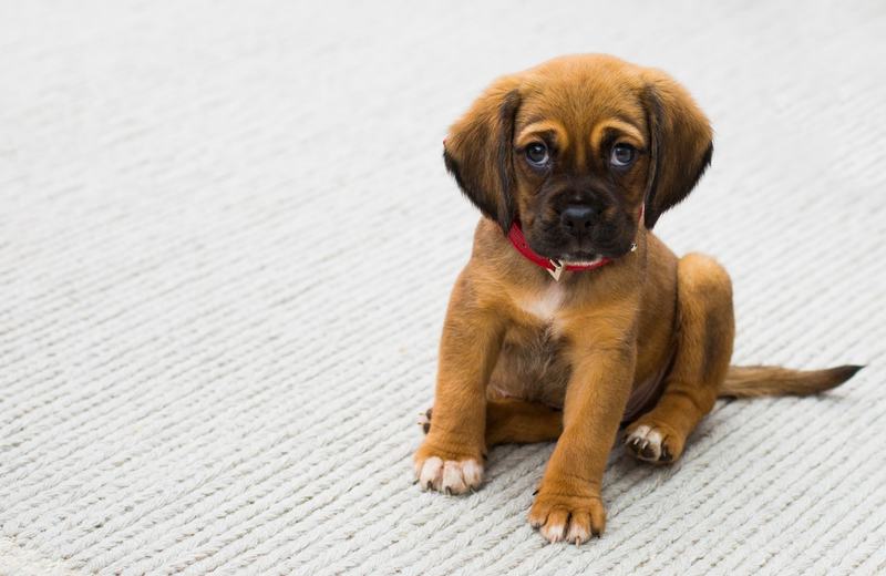 Quando adotamos cães, estamos pondo um ser em nossa | Foto: Pexels