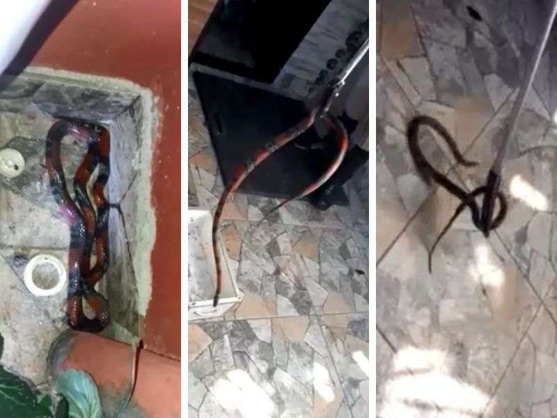 Bombeiros resgatam cobra-coral em banheiro de casa em Aparecida | Foto: Leitor / Folha Z
