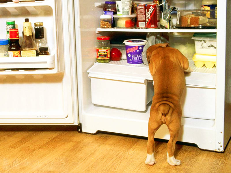 Uma possibilidade interessante e que os cães adoram é oferecer brinquedos gelados no congelador | Foto: Reprodução