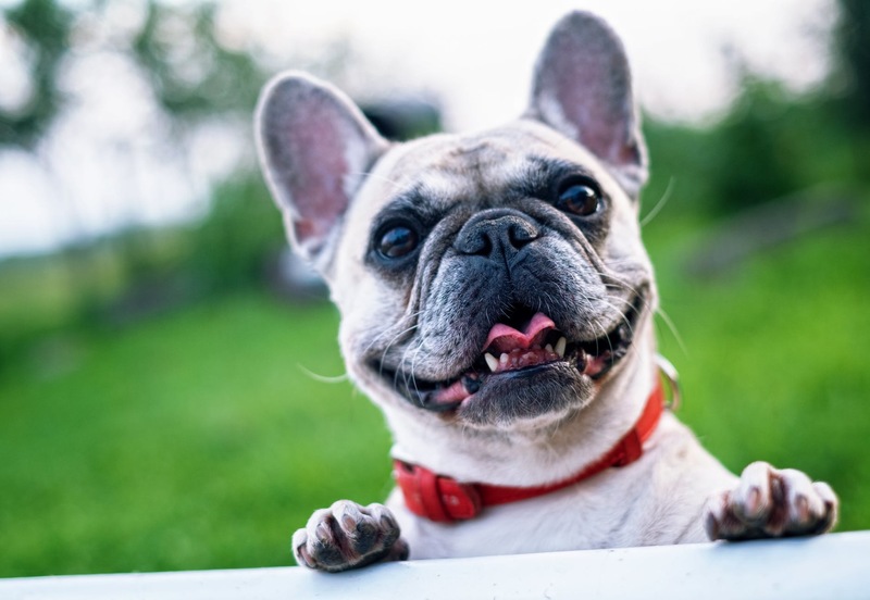 Para ele, tudo não passa de uma grande e divertida brincadeira | Foto: Pexels