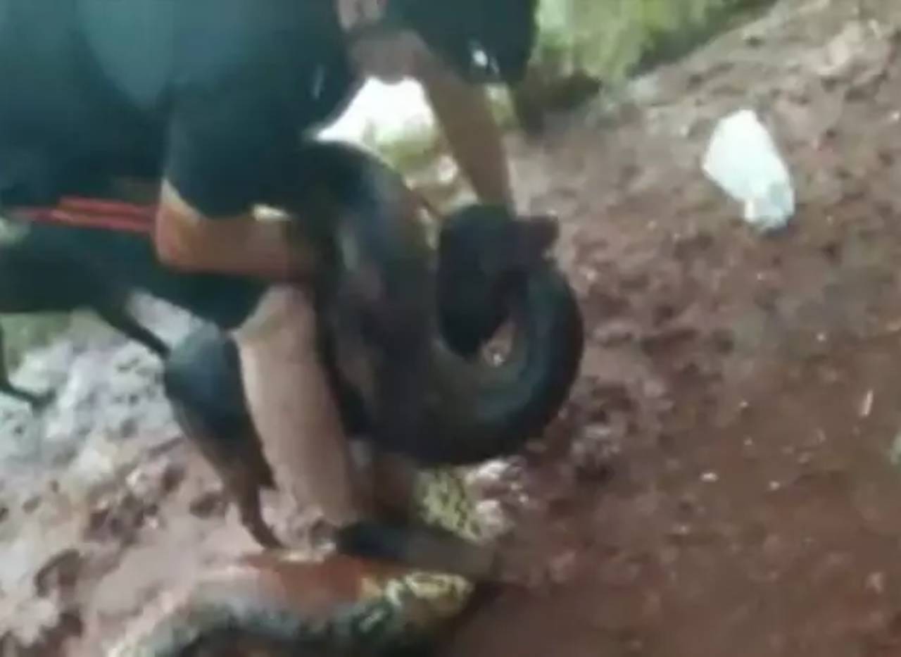 Cachorro foi alvo de ataque de sucuri e o próprio dono o salvou em SP | Foto: Reprodução