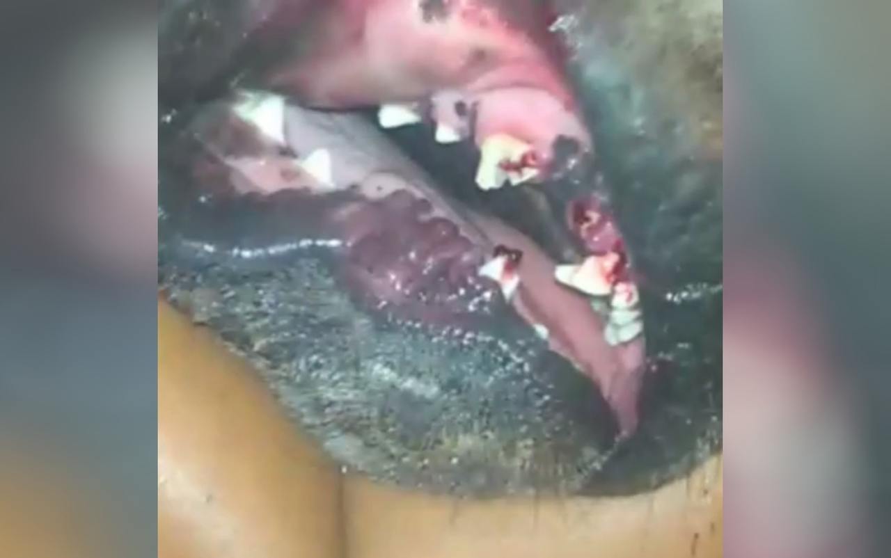 cachorro agredido dentes quebrados
